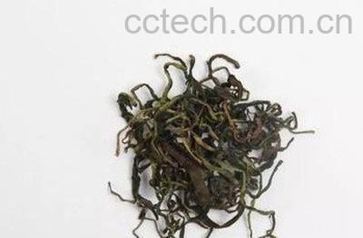  晒干蒲公英的方法-1