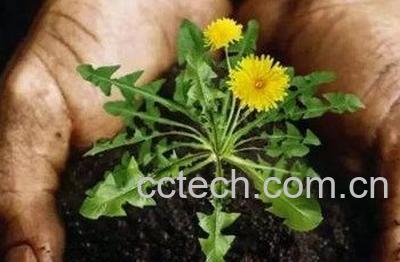 蒲公英哪些人不宜喝-0