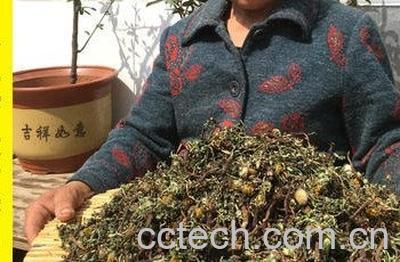 蒲公英怎么晒干保存-1