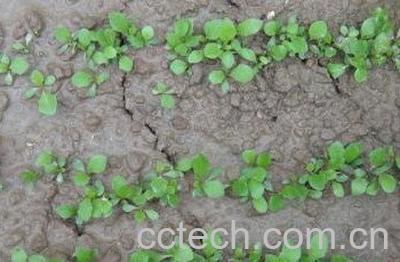  蒲公英的种植方法 -0