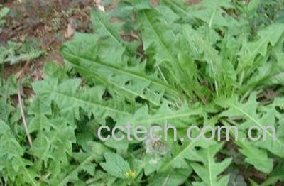 苦蒲公英的功效与作用-1