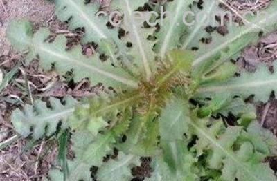 苦蒲公英的功效与作用-0