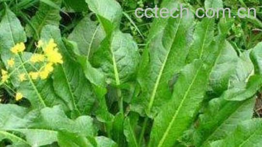 牛耳大黄叶的功效与作用-0