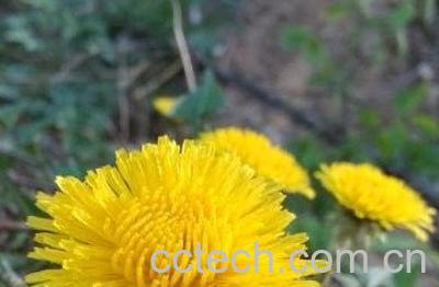  蒲公英的花苞可以吃吗 吃蒲公英花苞的好处与坏处-0