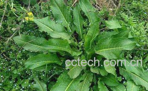 牛耳大黄叶的功效与作用-1