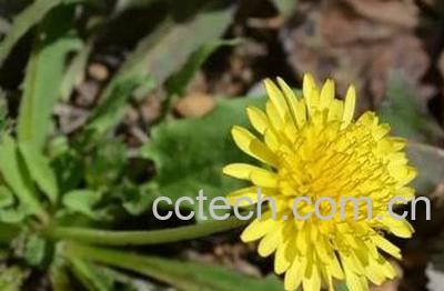  蒲公英的花苞可以吃吗 吃蒲公英花苞的好处与坏处-1