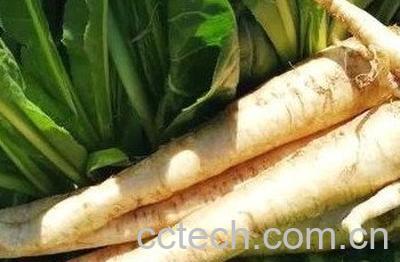 蒲公英根发酵制作方法-1