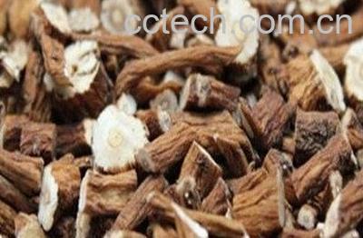 蒲公英根怎么发酵方法-0