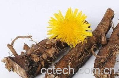 蒲公英根怎么发酵方法-1