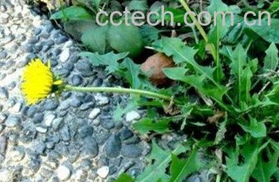  蒲公英发酵方法技巧-0