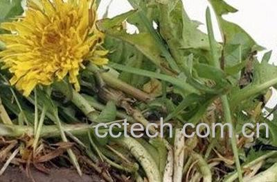  蒲公英发酵方法技巧-1