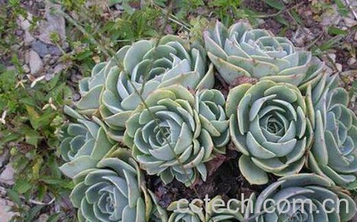 中药石莲的功效与作用-0