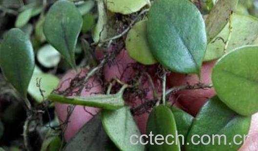 中药石莲的功效与作用-1