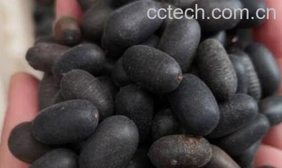 苦石莲的功效与作用及禁忌-1