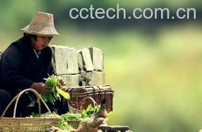 蒲公英喂鸡有什么好处 -1