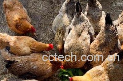 蒲公英喂鸡有什么好处 -0