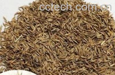  婆婆丁种子的药用功效与作用-0