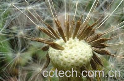  婆婆丁种子的药用功效与作用-1