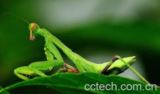 螳螂跌打的功效与作用-0