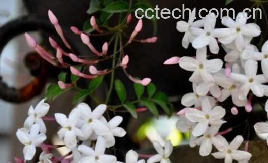 野素馨的功效与作用-0