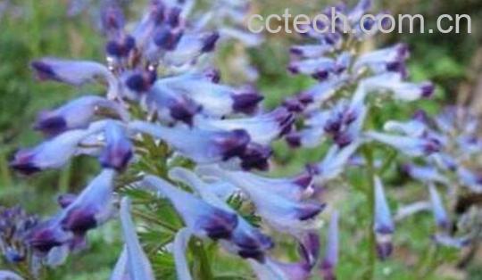 铜棒锤的功效与作用-0