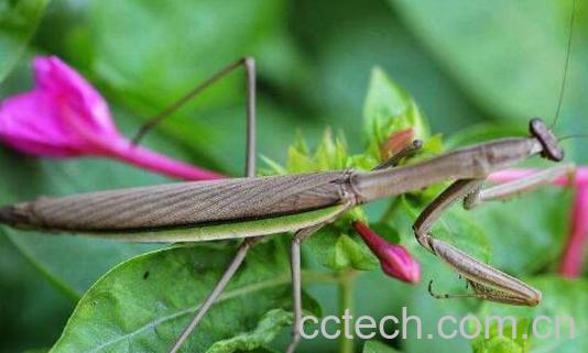 螳螂跌打的功效与作用-1