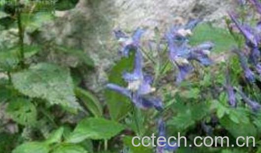 铜棒锤的功效与作用-1