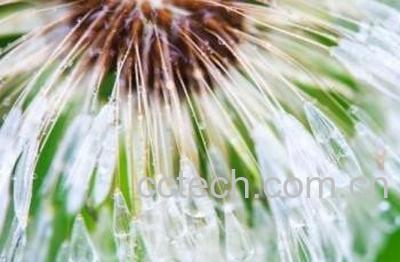  蒲公英胶囊的功效与作用-0