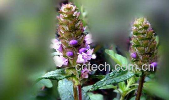 夏枯草露的功效与作用-1