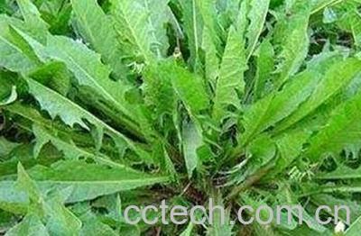 蒲公英浆的功效与作用 -0