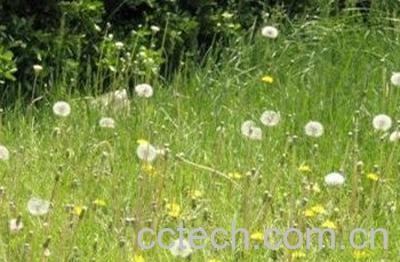 蒲公英浆的功效与作用 -1