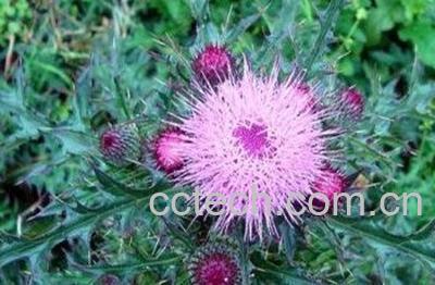 食用蒲公英的好处 -1