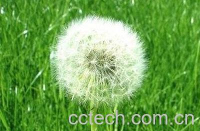 食用蒲公英的好处 -0