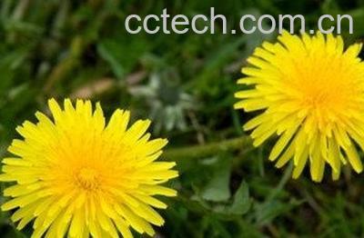 蒲公英浆怎么熬制-0