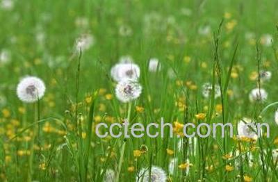 蒲公英浆怎么熬制-1