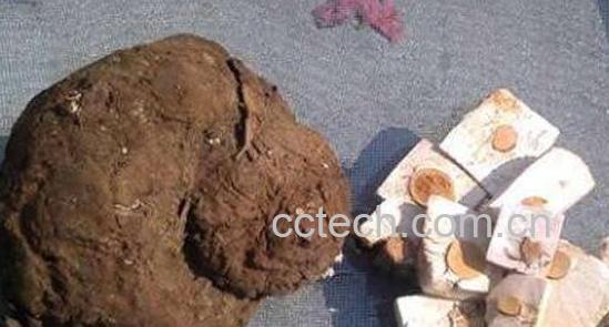 青茯苓的功效与作用是什么-0