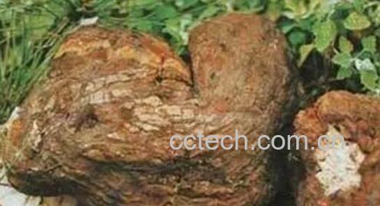 青茯苓的功效与作用是什么-1