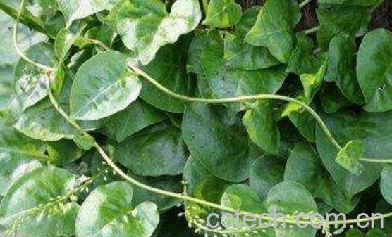 落葵薯的功效与作用-1