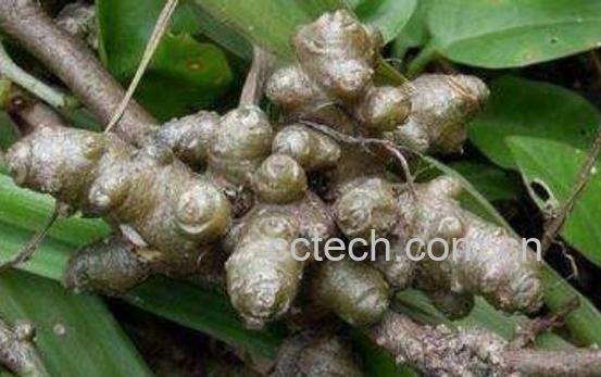 落葵薯的功效与作用-0