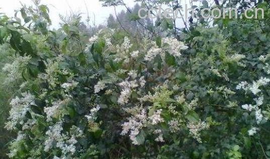 小蜡树的功效与作用-1