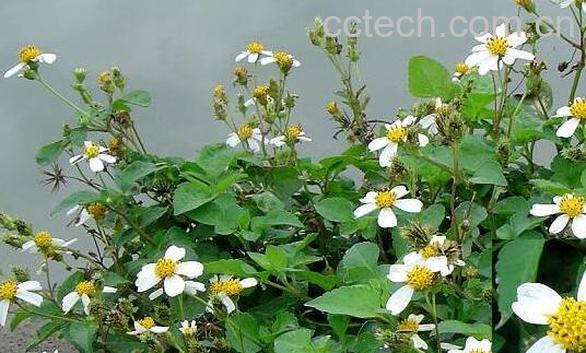 咸丰草的功效与作用及药用价值-1