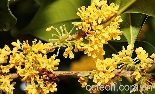 茯苓桂花的功效与作用-1