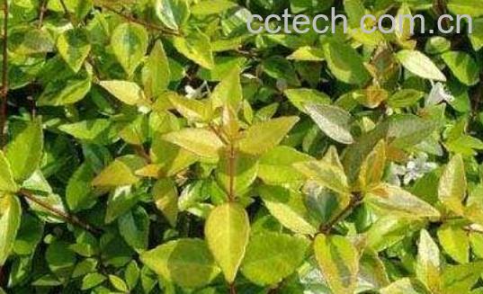 小对经草的功效与作用及禁忌-1