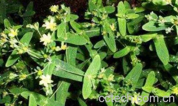 小对经草的功效与作用及禁忌-0