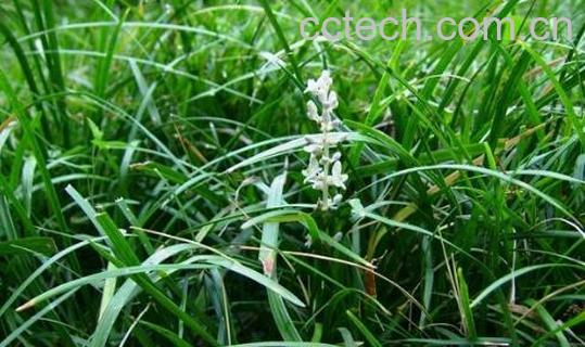 沿阶草和麦冬的区别 如何区分麦冬和沿阶草-1