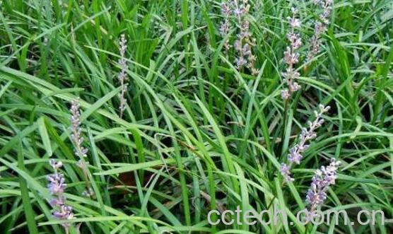 沿阶草和麦冬的区别 如何区分麦冬和沿阶草-0