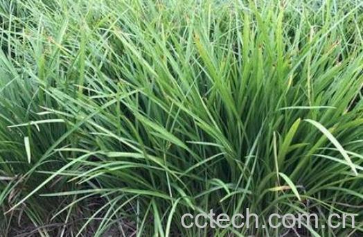 细叶麦冬的功效与作用-1