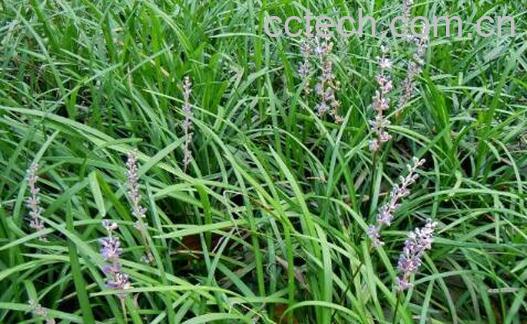 细叶麦冬的功效与作用-0