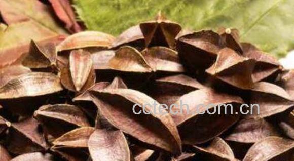 使君子的药用价值与功效作用-1