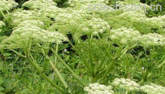 香果的功效与作用-0